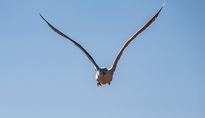 A seagull flying down fast