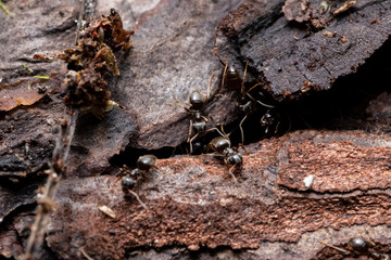 black forest ants on a tree in the forest