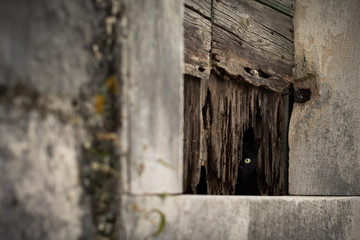 Cat is hiding behind the old door