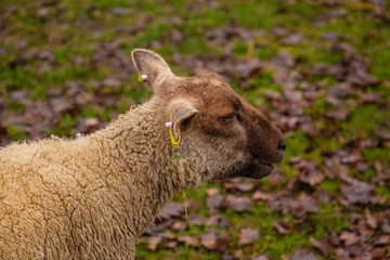 Fototapeta premium Goats and sheep strolling and grazing in the winter field Count Versailles, France