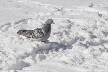 Gray pigeon with bright eyes and rainbow neck is walking in the park in winter