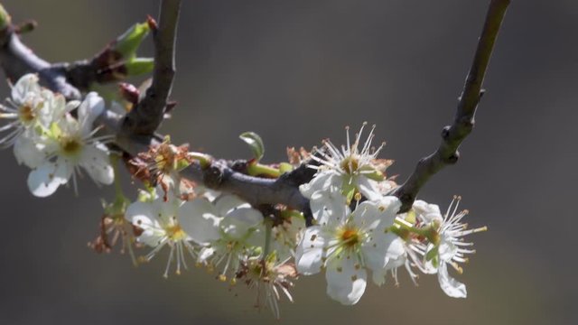 Primavera in fiore video 4K HDR 