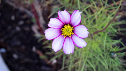 purple cosmos in the garden