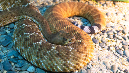 Rattlesnake close up