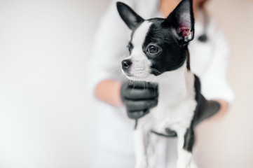 veterinarian holds a cute black and white puppy at the reception