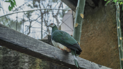 Bird is posing in the park