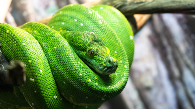 green tree python