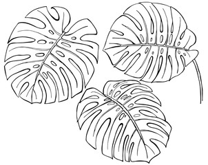 Hand drawn ink pen monstera leaves on white background. Set of element. Vector illustation. © Lida