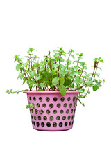 Peppermint tree in pink plastic basket isolated on white background included clipping path.