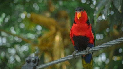 Bird is posing in the park