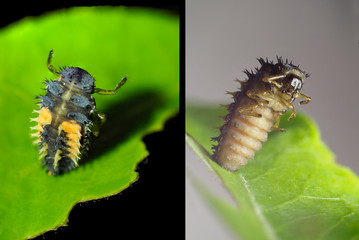 Focus Stacked Images of Lady Bug Larva.  Front and Back