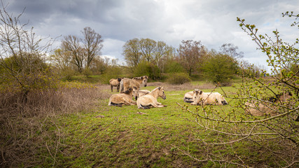 Obraz premium Konik wild horses in Floodplain nature park Meinerswijk in Arnhem on southbank of river Rhine in Gelderland, Netherlands