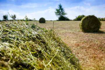 bale siana na polu uprawnym © elisabeth3