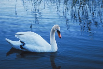 swan on the lake