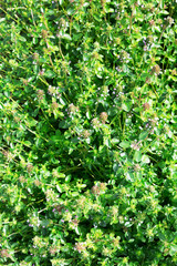 Obraz premium Salvia sclarea, clary, or clary sage.