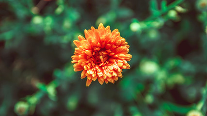 a bright flower in the field