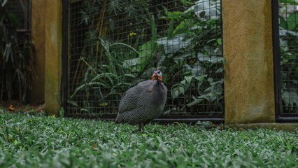 The bird is posing in the park