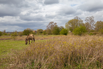 Konik wild horses in Floodplain nature park Meinerswijk in Arnhem on southbank of river Rhine in Gelderland, Netherlands