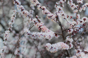 Tender White-Pink Flowers on Blooming Apricot tree in the Spring time