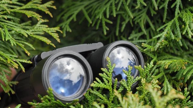 Person Hidden in Bush Peeping with Binoculars and Spying Others