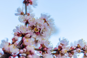 Balmy White-Pink Flowers on Blooming Apricot tree in the Spring time