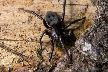 Close up macro image of ground spider on the bark tree.