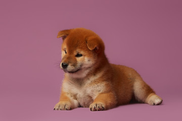 Shina inu puppy dog