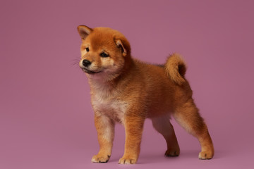 Shina inu puppy dog