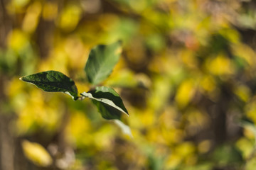 Close-up of green leaves on a blurry background of yellow grass