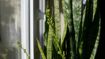 Kwitnąca roślina doniczkowa sansevieria, roślina oczyszczająca powietrze z cząstep PM 2.5 10. Sansevieria trifasciata w domu na parapecie. Długie zielone pędy rośliny z pąkami kwiatów. Domowy ogród.