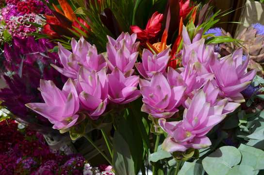 Many delicate vivid pink flowers of Turmeric or Curcuma longa plant, in a British cottage style garden in a summer day, beautiful outdoor floral background photographed with soft focus
