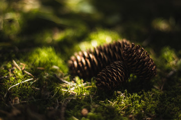 Brown spruce cones on green moss