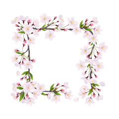 Blooming cherry. Decoration frame of flowers  on the white background. 