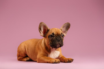 French bulldog puppie at pink background