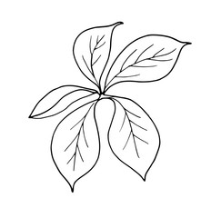 hand drawn leaf vector illustration. Big tropical leave.