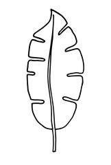 hand drawn leaf vector illustration. Big tropical leave.