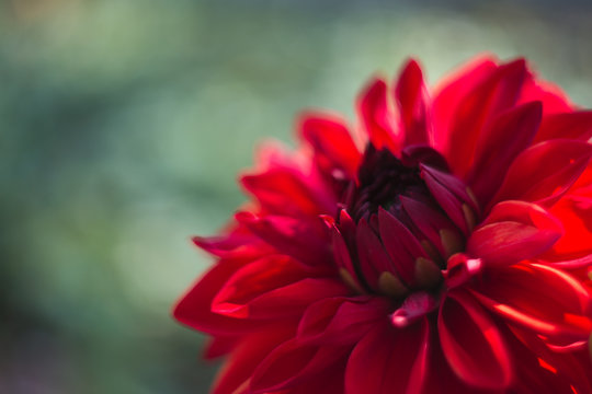 Closeup of red garden flower
