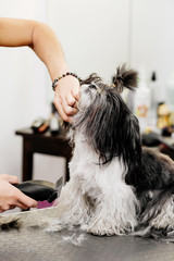 Groomer takes care of the dog's hair. Element of grooming. Shih tzu.