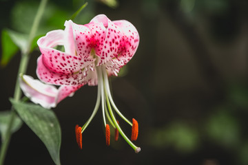 Naklejka na ściany i meble Closeup of pink lily flower