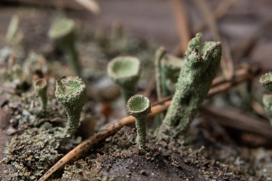 Trumpet pixie lichen (Cladonia fimbriata)
