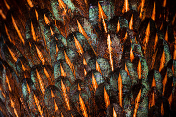 Bright brown feather group of some bird