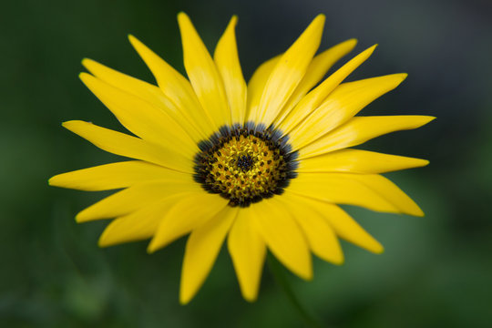 Closeup of yellow ursinia garden flower
