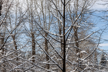 Brown branches covered with white fluffy snow are in winter day