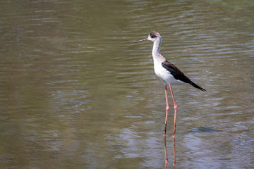 Image of Black-winged Stilt (Himantopus himantopus) are looking for food. Bird. Wild Animals.