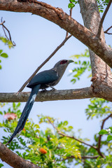 Image of Green-billed Malkoha Bird (Phaenicophaeus tristis) on a tree branch. Birds. Animal.