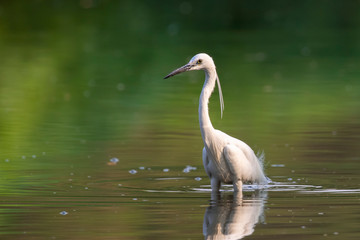 Image of little egret (Egretta garzetta) looking for food in the swamp on nature background. Bird. Animals.