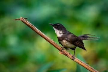 Image of Sunda Pied Fantail or Malaysian Pied Fantail(Rhipidura javanica) on branch on nature background. Bird. Animals.