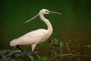 Image of little egret (Egretta garzetta) looking for food in the swamp on nature background. Bird. Animals.