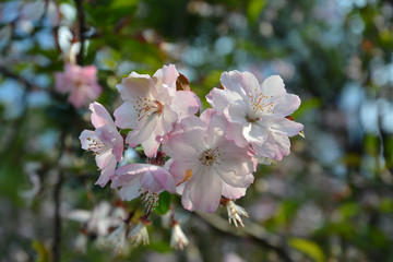 white and pink crabapple flower blossoms in spring