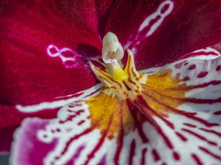 Nice orchid Meltonia in macro view inside of the flower.